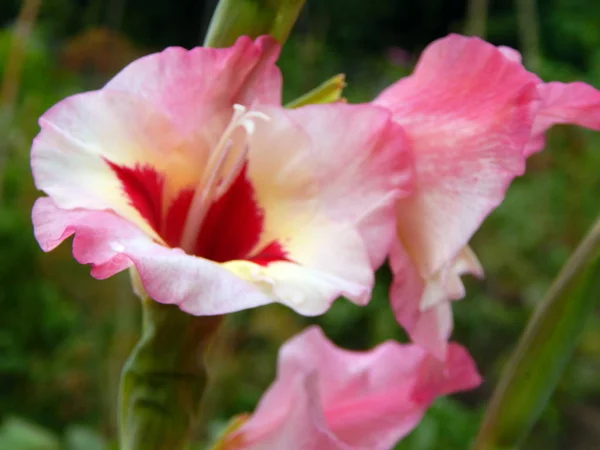 Flores Arreglo Flores Fondo Pantalla Del Jardín — Foto de Stock