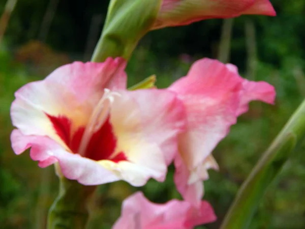 Flores Arreglo Flores Fondo Pantalla Del Jardín — Foto de Stock