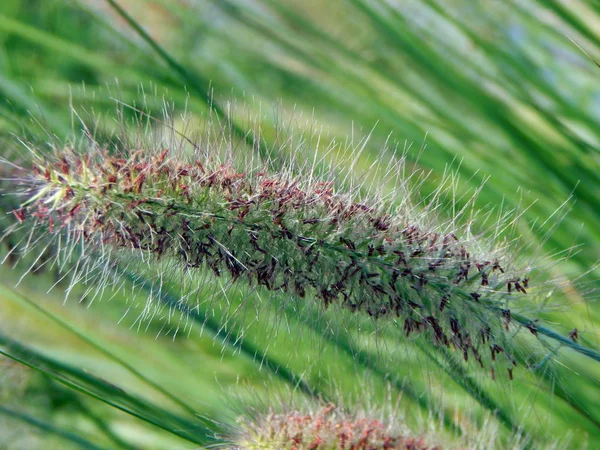 Reeds Growing Lake Close Texture — Stock Photo, Image