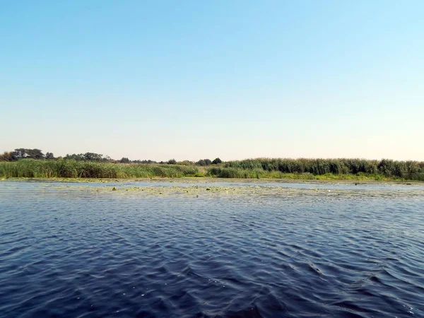 Canne Che Crescono Sulla Trama Del Lago Primo Piano — Foto Stock