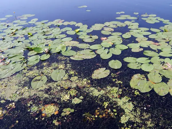 Los Lirios Flotan Agua Con Flores Lirio — Foto de Stock