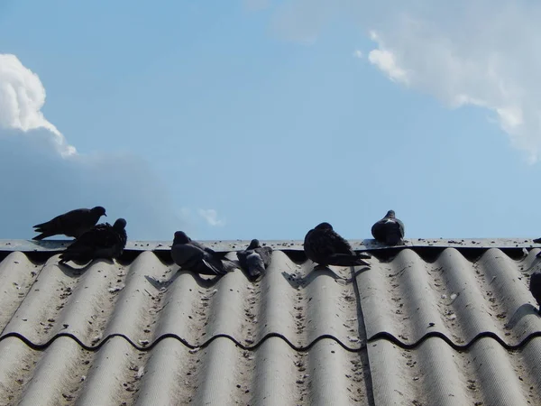 鳥ハト公園および建物 — ストック写真