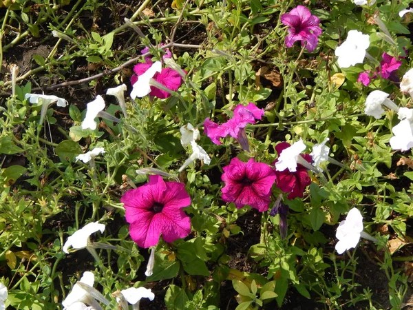 Квіти Красиві Рослини Саду Фону — стокове фото