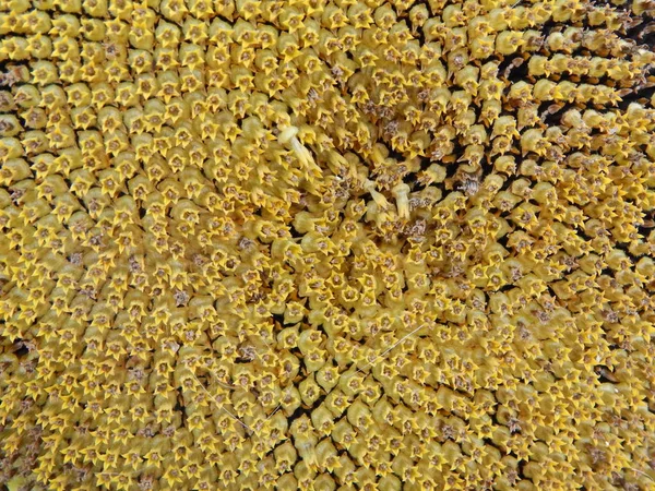 Girasole Che Cresce Sullo Sfondo Giallo Texture — Foto Stock
