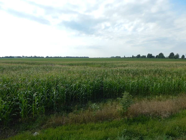 Doku ve Mısır yeşil yaprakları, çim alanlarında