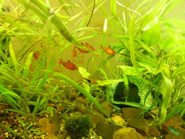 Akvaryum balık ihtiyolojisi yosun