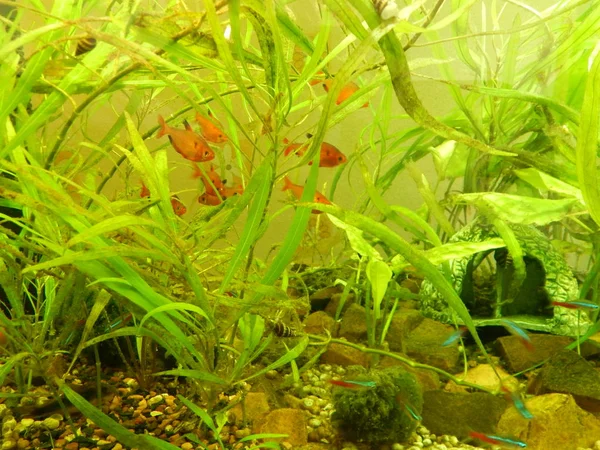 Akvaryum balık ihtiyolojisi yosun