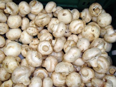 Beyaz şampiyon mantar dokusu