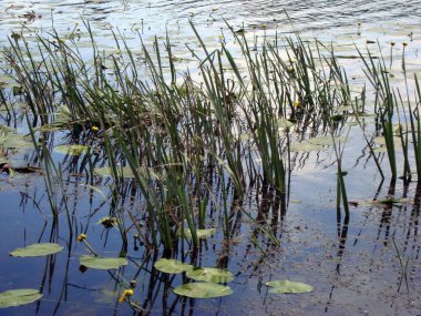 Yaz aylarında su Nehri üzerinde nilüferler çiçekler