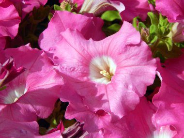 bir buket çiçek yakın çekim