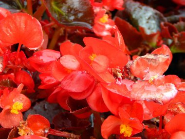 bir buket çiçek yakın çekim