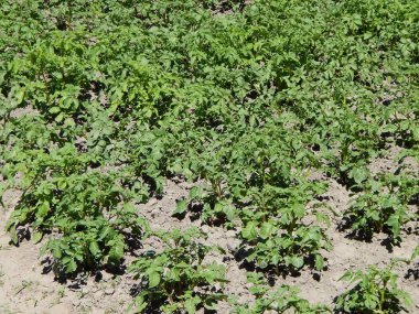 Tarım doku alanlar ve yataklar