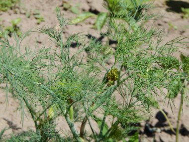Tarım doku alanlar ve yataklar