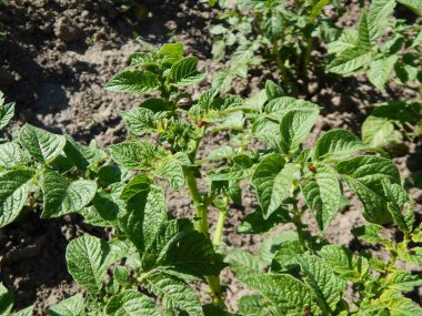 Tarım doku alanlar ve yataklar