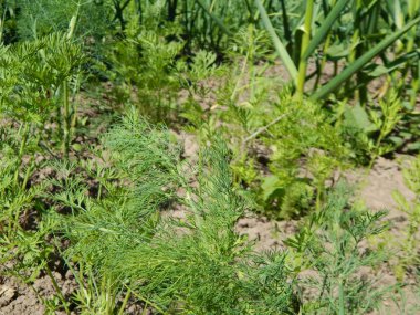 Tarım doku alanlar ve yataklar