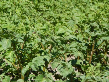 Tarım doku alanlar ve yataklar