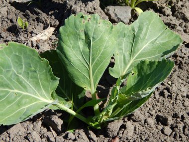 Tarım doku alanlar ve yataklar