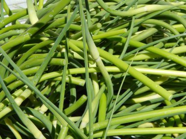 Tarım doku alanlar ve yataklar