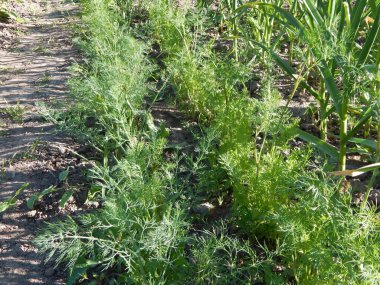 Tarım doku alanlar ve yataklar