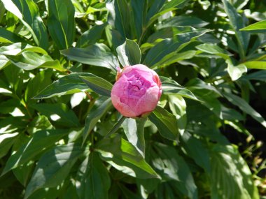Çiçek Bahçe makro fotoğrafçılık
