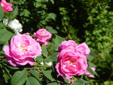 Çiçek Bahçe makro fotoğrafçılık