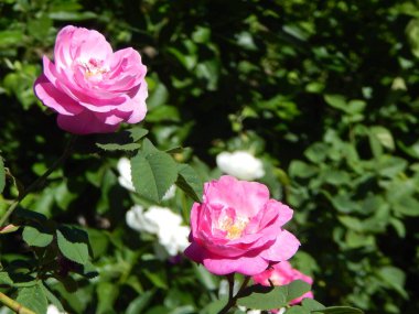 Çiçek Bahçe makro fotoğrafçılık