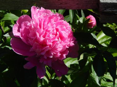 Çiçek Bahçe makro fotoğrafçılık