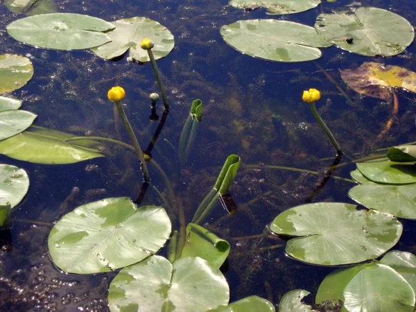 Yaz Aylarında Nehri Üzerinde Nilüferler Çiçekler — Stok fotoğraf
