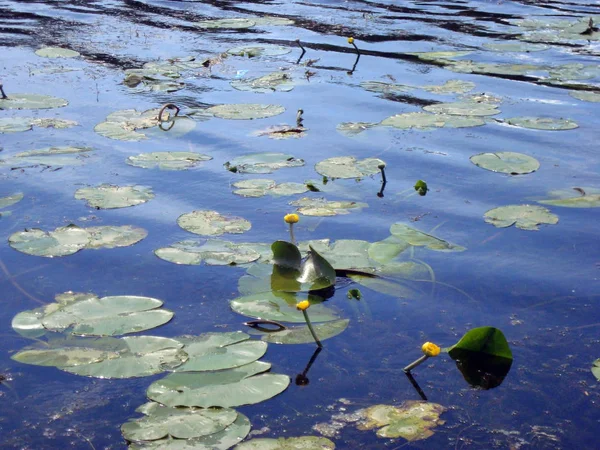 Lírios Água Flores Rio Água Verão — Fotografia de Stock