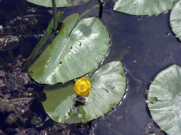 夏季の水の川の睡蓮花 — ストック写真