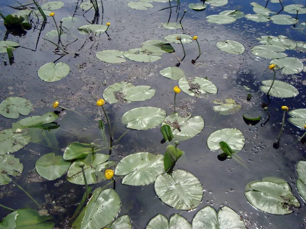 Yaz Aylarında Nehri Üzerinde Nilüferler Çiçekler — Stok fotoğraf