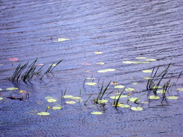 Lírios Água Flores Rio Água Verão — Fotografia de Stock