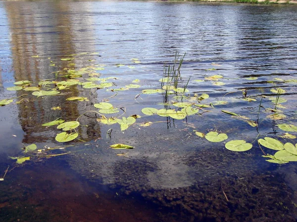 Yaz Aylarında Nehri Üzerinde Nilüferler Çiçekler — Stok fotoğraf