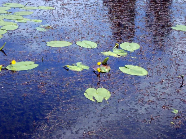Водяные Лилии Цветы Реке Воде Летом — стоковое фото