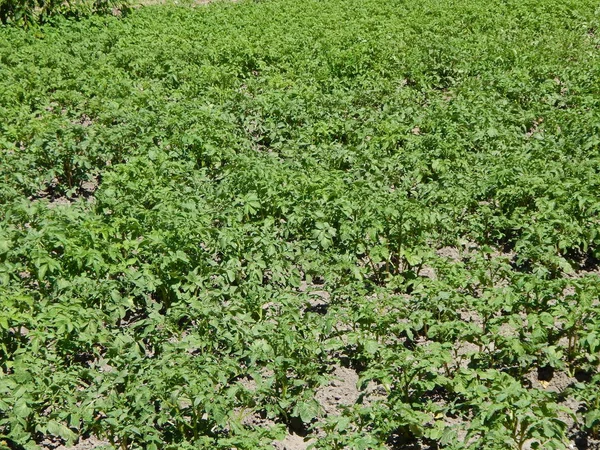 Textura Agrícola Campos Camas —  Fotos de Stock