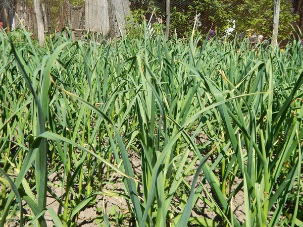 Agricultura Textura Campos Camas — Fotografia de Stock