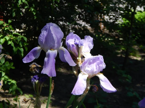 花园里的花朵微距摄影 — 图库照片