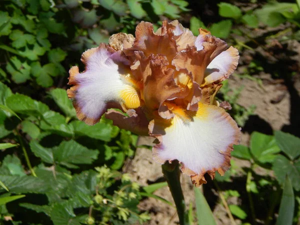 Flowers Garden Macro Photography — Stock Photo, Image