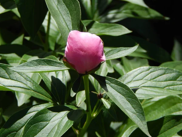 Blommor Trädgården Makro Fotografi — Stockfoto