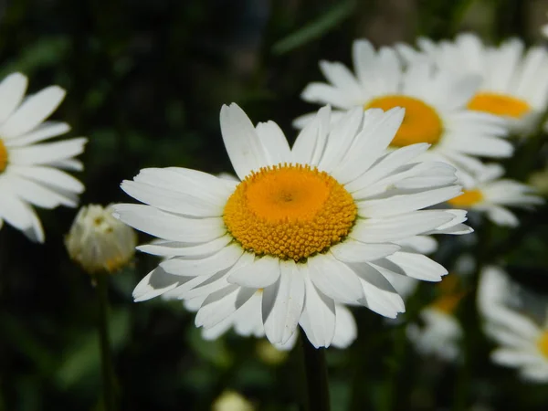Blumen Garten Makrofotografie — Stockfoto