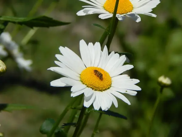 Kwiaty Ogrodzie Makrofotografii — Zdjęcie stockowe