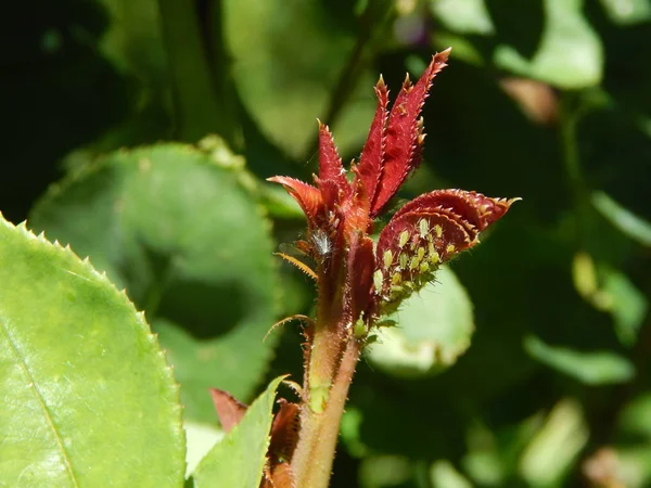 Fleurs Dans Jardin Macro Photographie — Photo