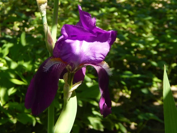 Flores Jardín Macro Fotografía — Foto de Stock