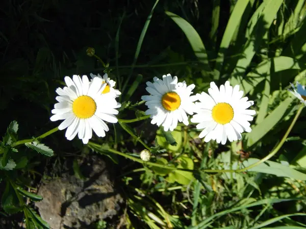 Kwiaty Ogrodzie Makrofotografii — Zdjęcie stockowe