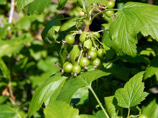 Fruits Dans Jardin Macro — Photo