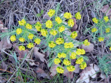 Bahar bahçesinde çiçekler