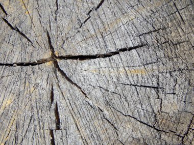 eski ahşap güdük dokusuna