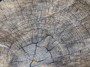 eski ahşap güdük dokusuna