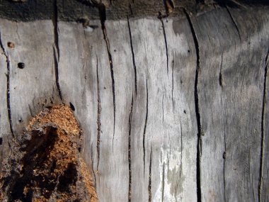 eski ahşap güdük dokusuna