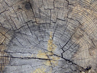 eski ahşap güdük dokusuna